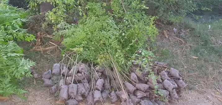 Moringa plants