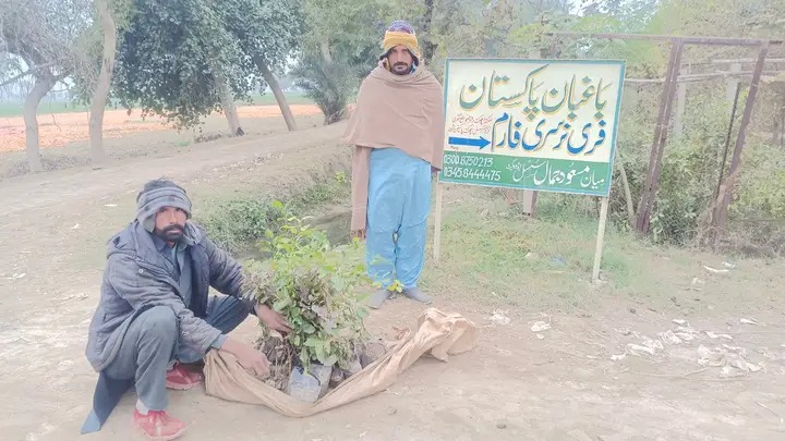 Asif