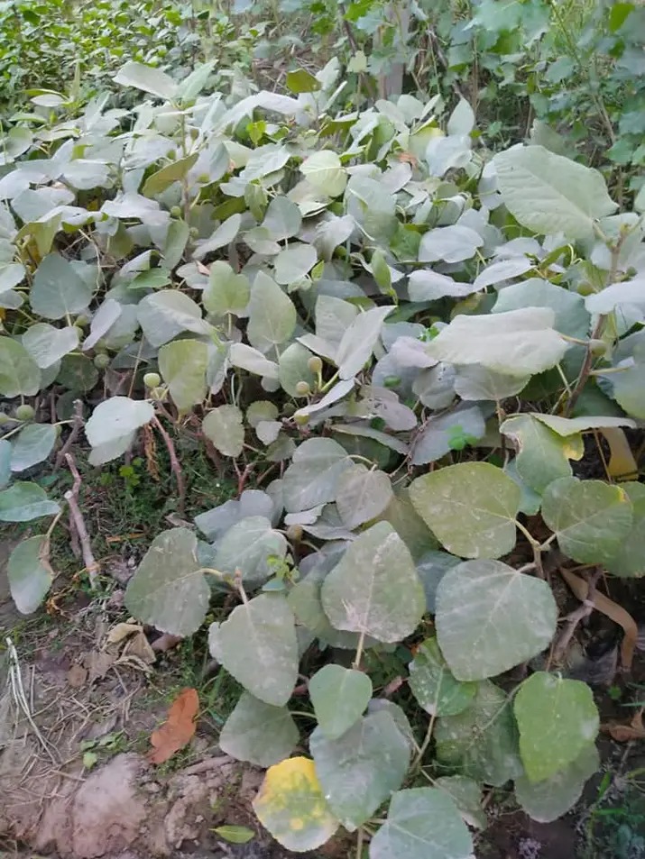 Fig