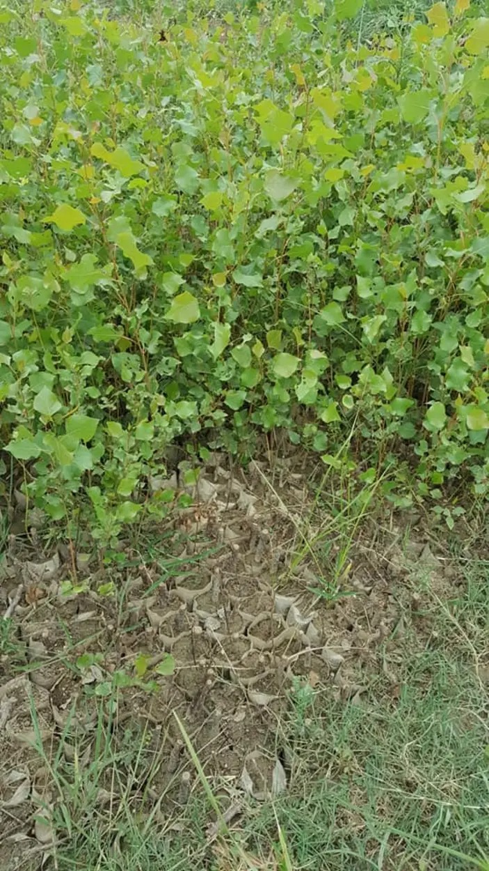 Grapes plants