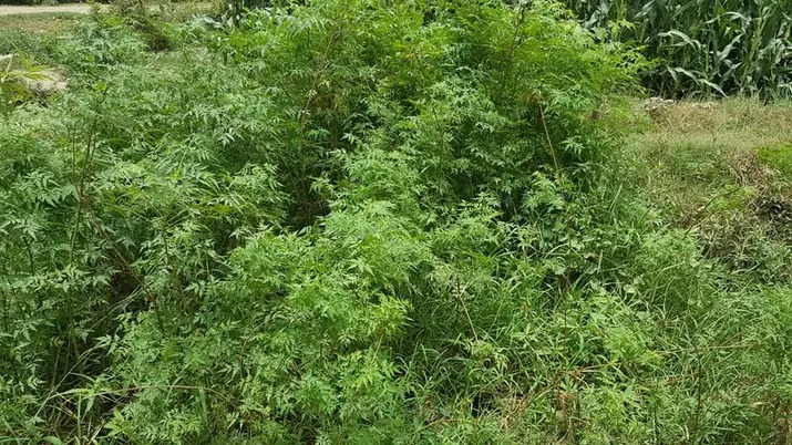 Neem plants