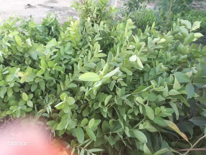 Amrood plants